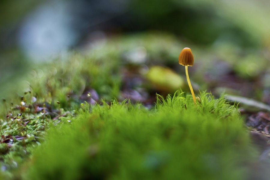 Little Mushroom Photograph by Natural Perspectives Photography