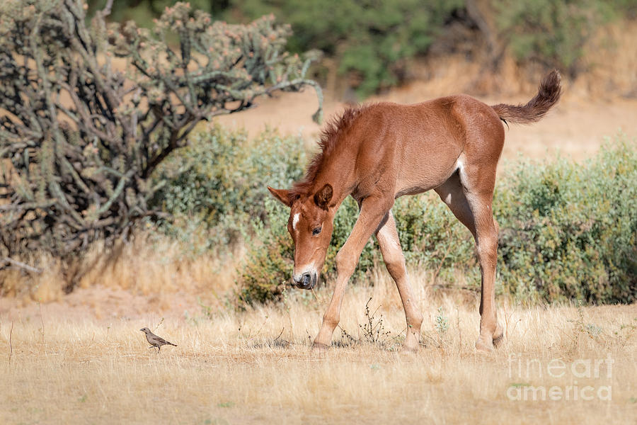 Little Mustang and Bird Photograph by Lisa Manifold