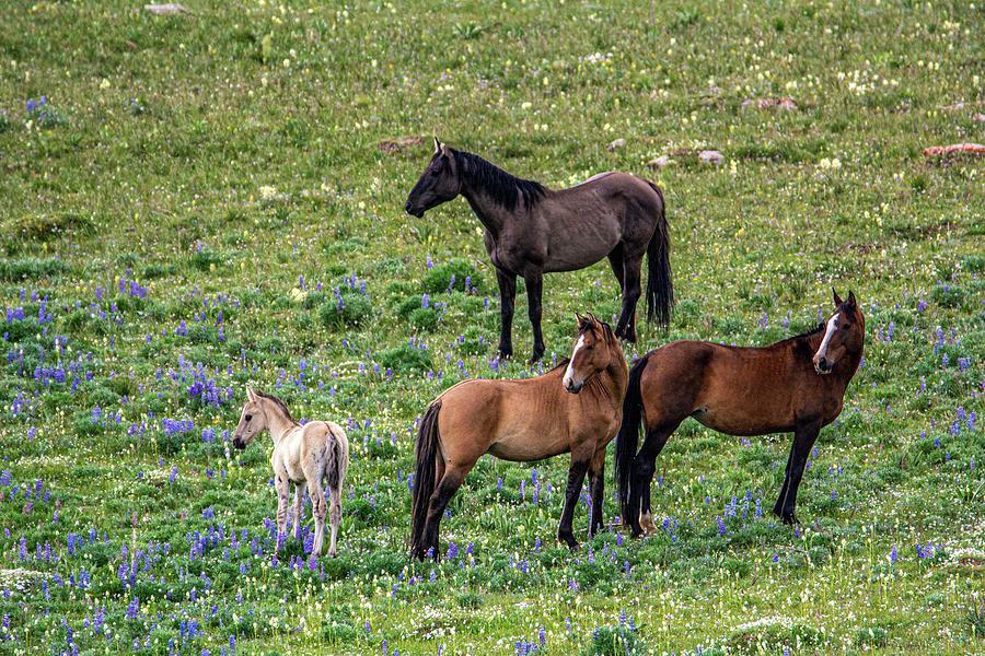 Little Mustang Family Photograph by Douglas Wielfaert