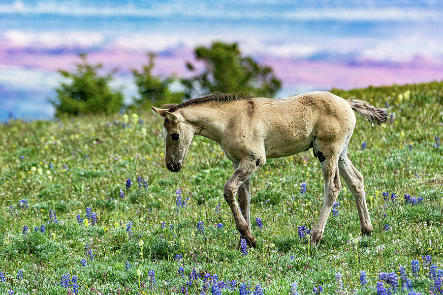 Little Mustang of Pryor Mountain Photograph by Douglas Wielfaert
