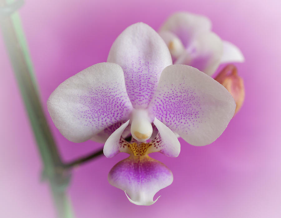 Little orchid Photograph by Silvia Marcoschamer