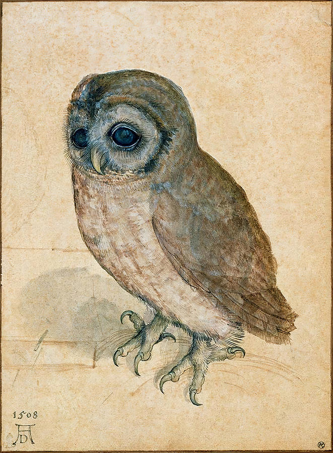 Little Owl Painting by Albrecht Duerer