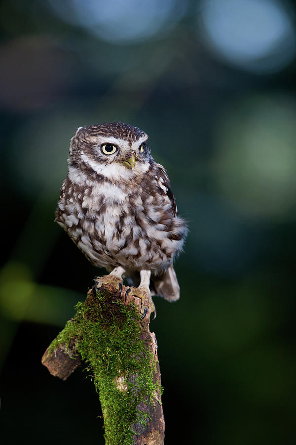Little Owl At Dusk Photograph by Charliebishop