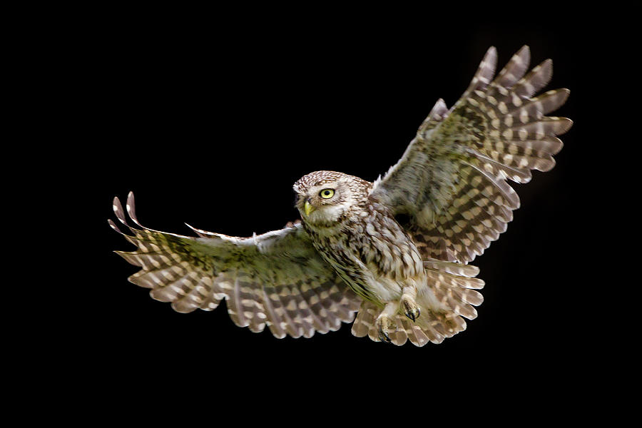 Little Owl Athene Noctua In Flight Photograph by Mark Smith