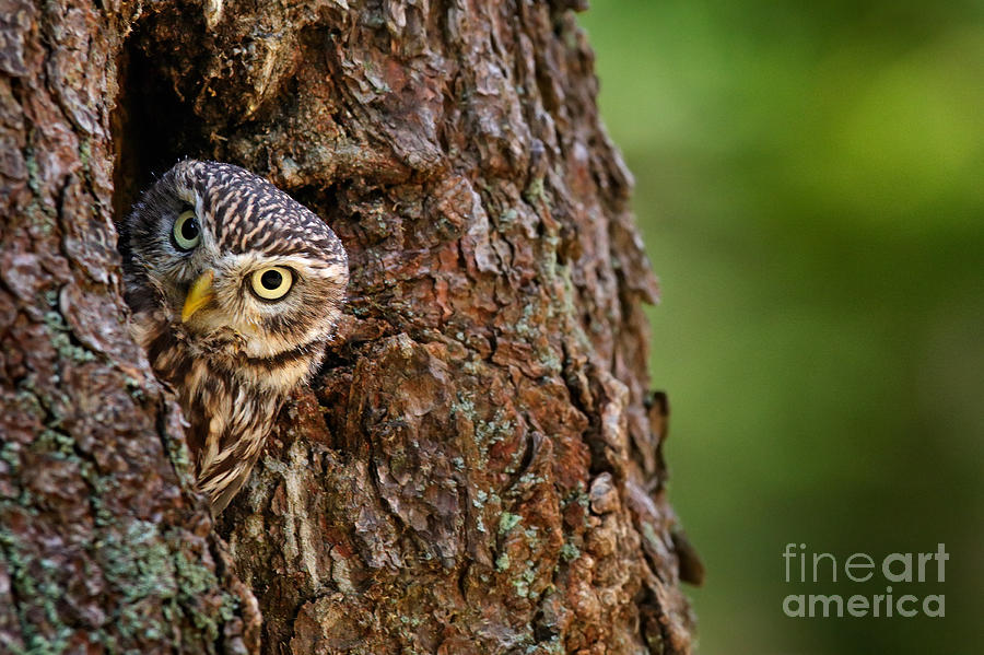 Little Owl Athene Noctua In The Photograph By Ondrej Prosicky