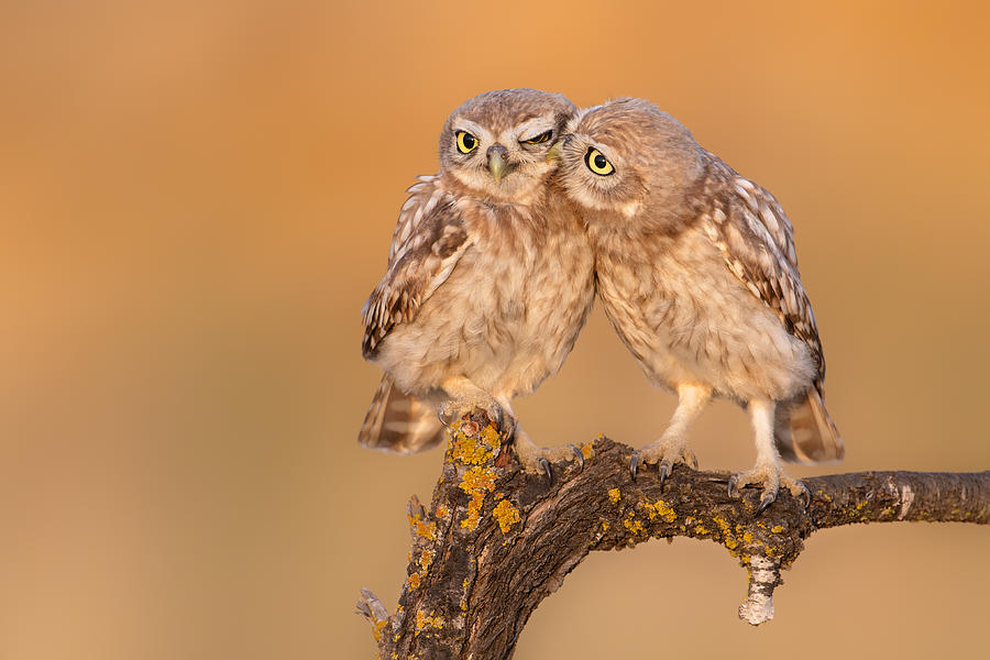 Little Owl Chick In A Moment Of Brotherhood :) Photograph by Eliran Sagie