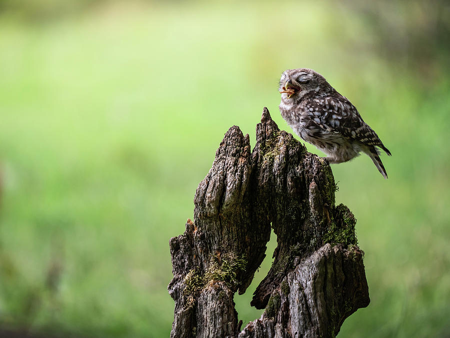 Little Owl Comedy Photograph by Framing Places