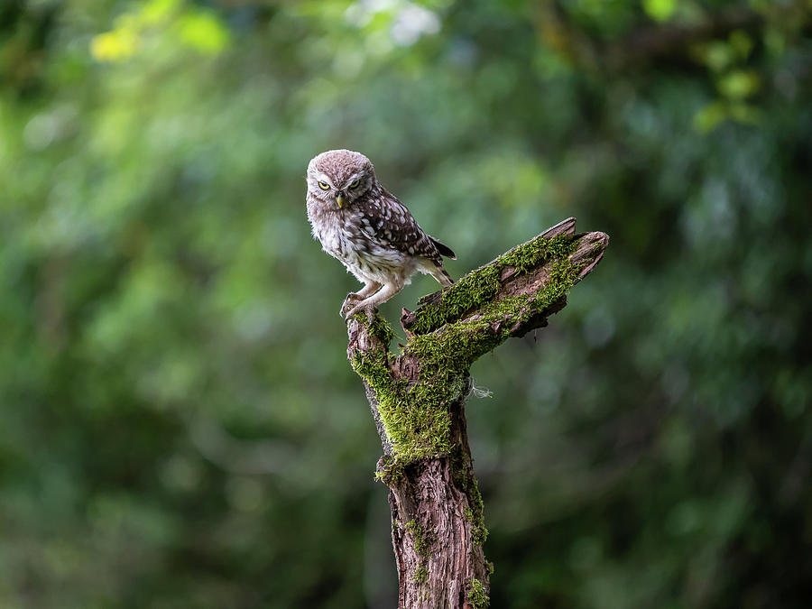 Little Owl Evil Perch Photograph by Framing Places