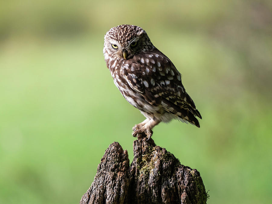 Little Owl Evil Stare #1 Photograph by Framing Places