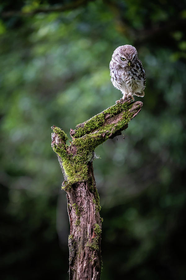 Little Owl Evil Stare #4 Photograph by Framing Places
