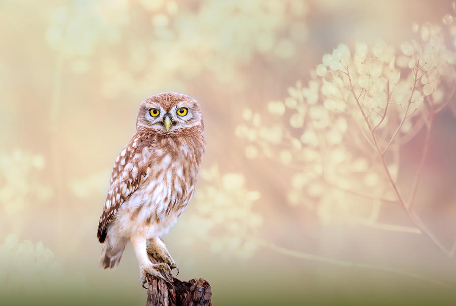 Little Owl Photograph by Eyal Bar Or