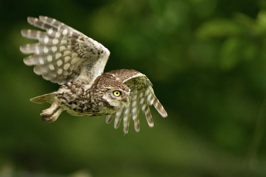 Little owl fly by Photograph by Allen Trivett - Fine Art America