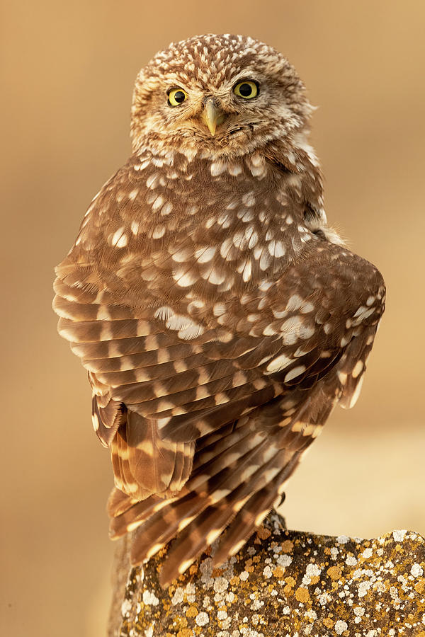 Little Owl Photograph by Joan Gil Raga