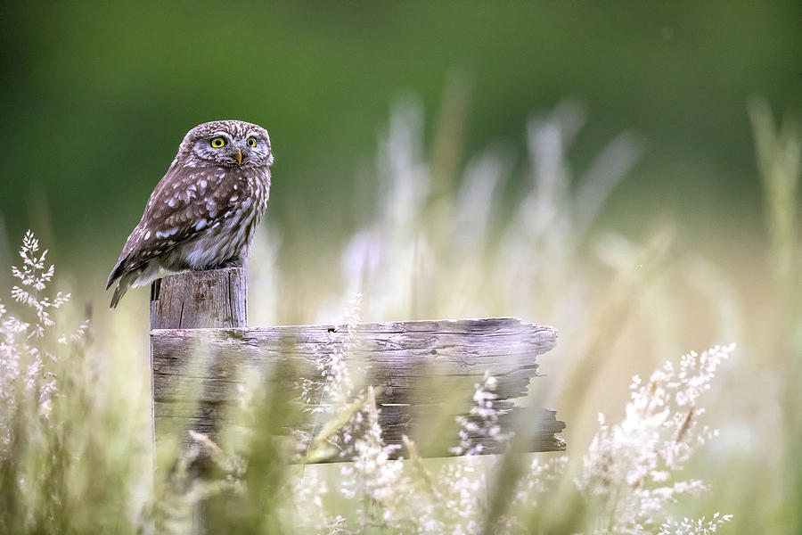 Little Owl Photograph by Marco Redaelli