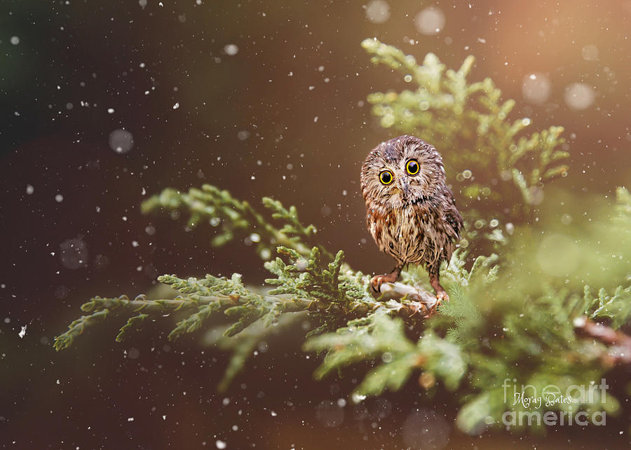 Little Owl by Morag Bates Little Owl by Morag Bates