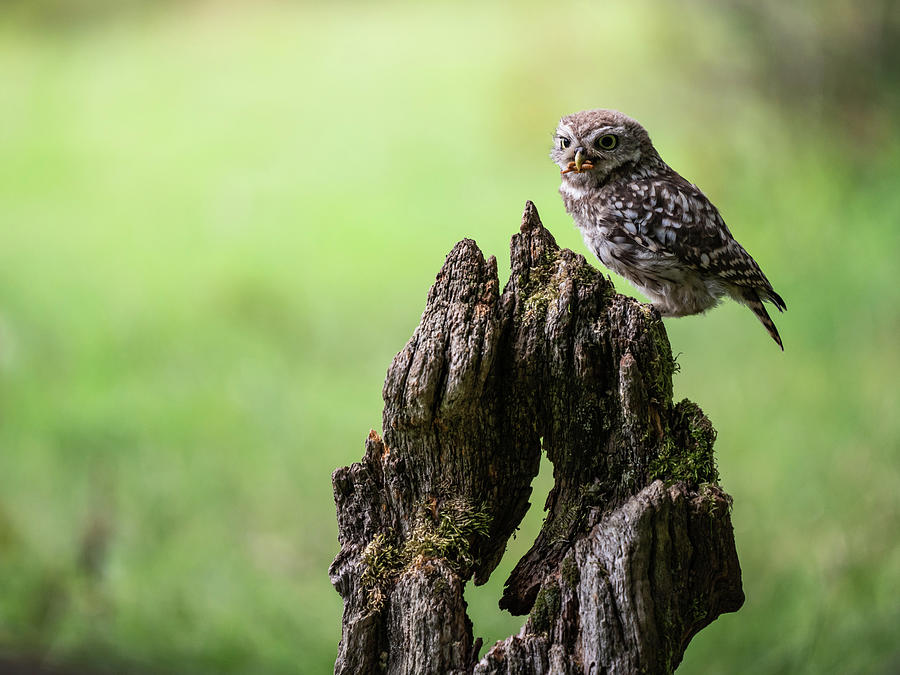 Little Owl Perching #1 Photograph by Framing Places
