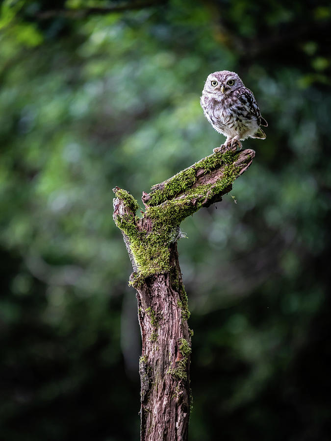 Little Owl Perching #2 Photograph by Framing Places