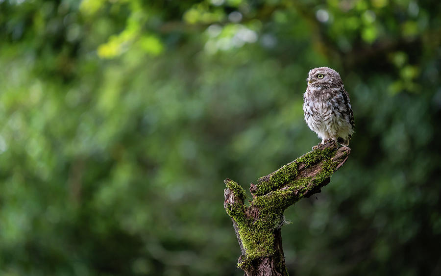 Little Owl Perching #3 Photograph by Framing Places