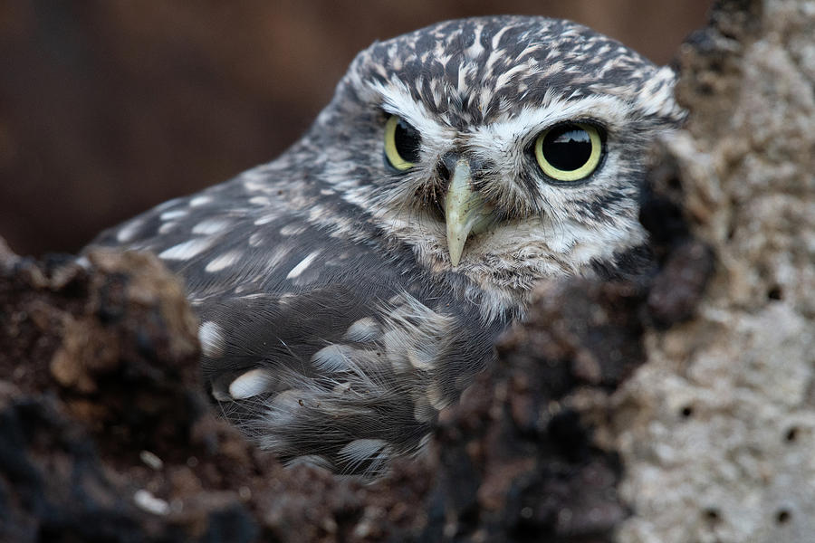 Little Owl Portrait Photograph by Mark Hunter