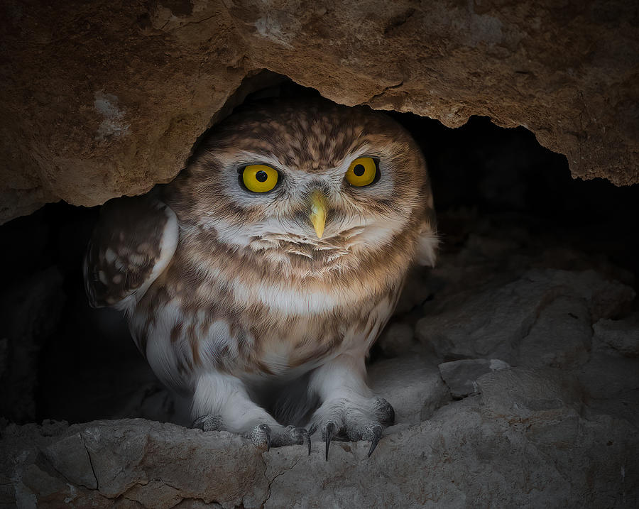 Little Owl Photograph by Raad Btoush