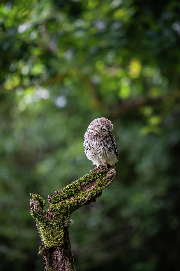 Little Owl Shy Photograph by Framing Places