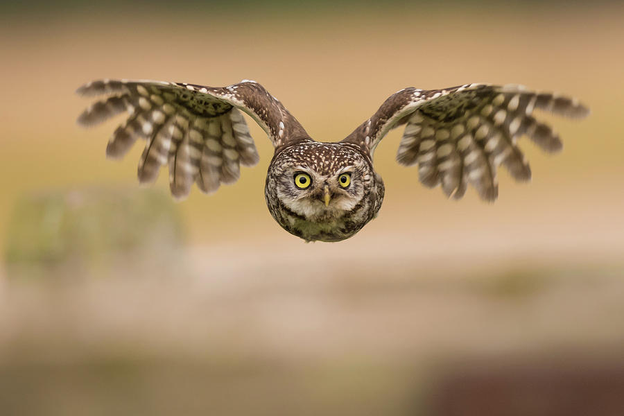 Little Owl Straight On. Photograph by Allen Trivett