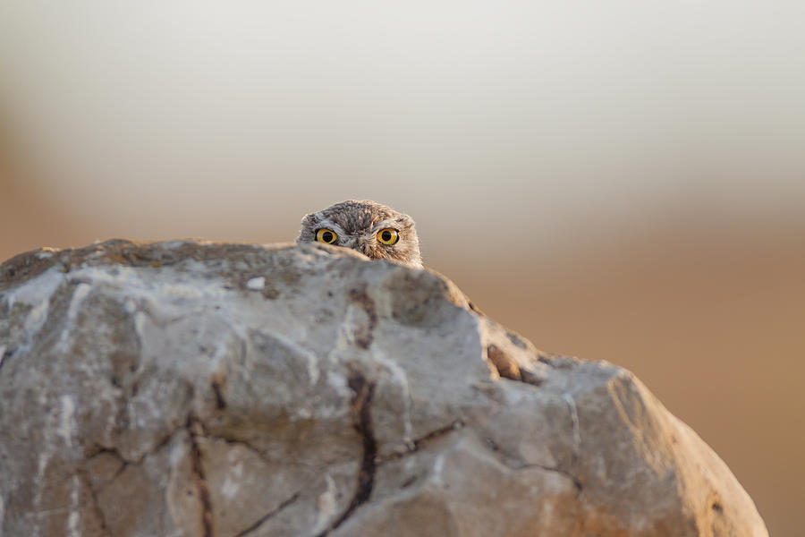 Little Owl Photograph by Valerio Ferraro