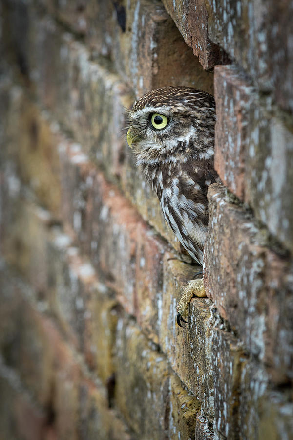 Little Owl view Photograph by Chris Smith
