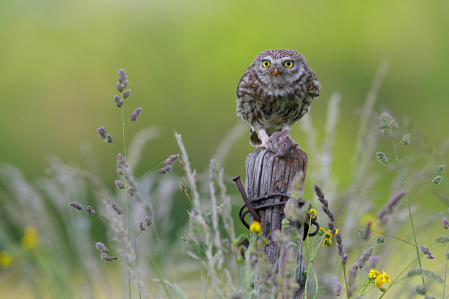 Wildlife Photograph - Little Owl With Prey by Alessandro Rossini
