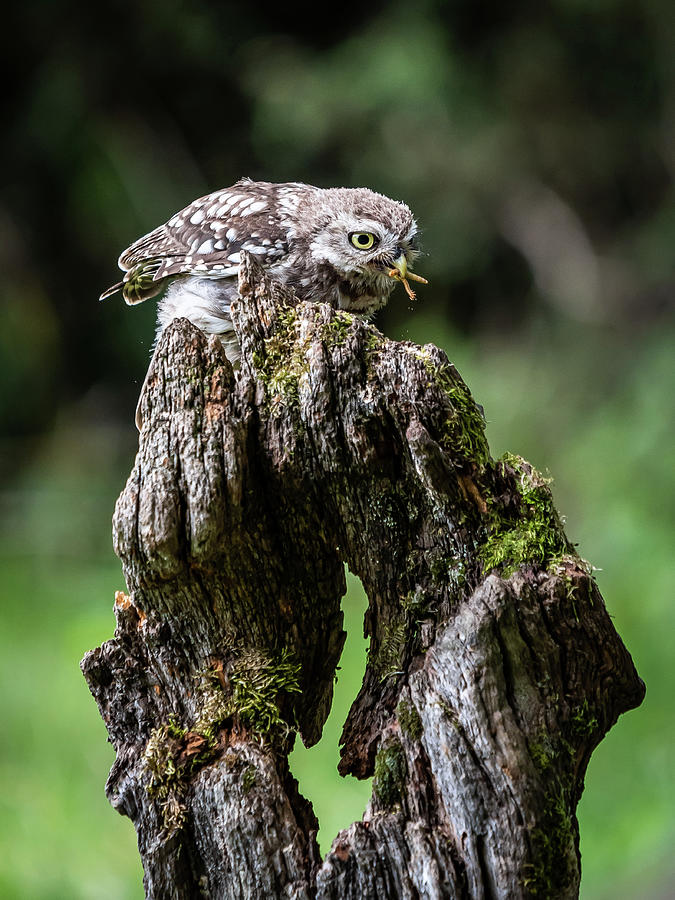 Little Owl with Worms Photograph by Framing Places