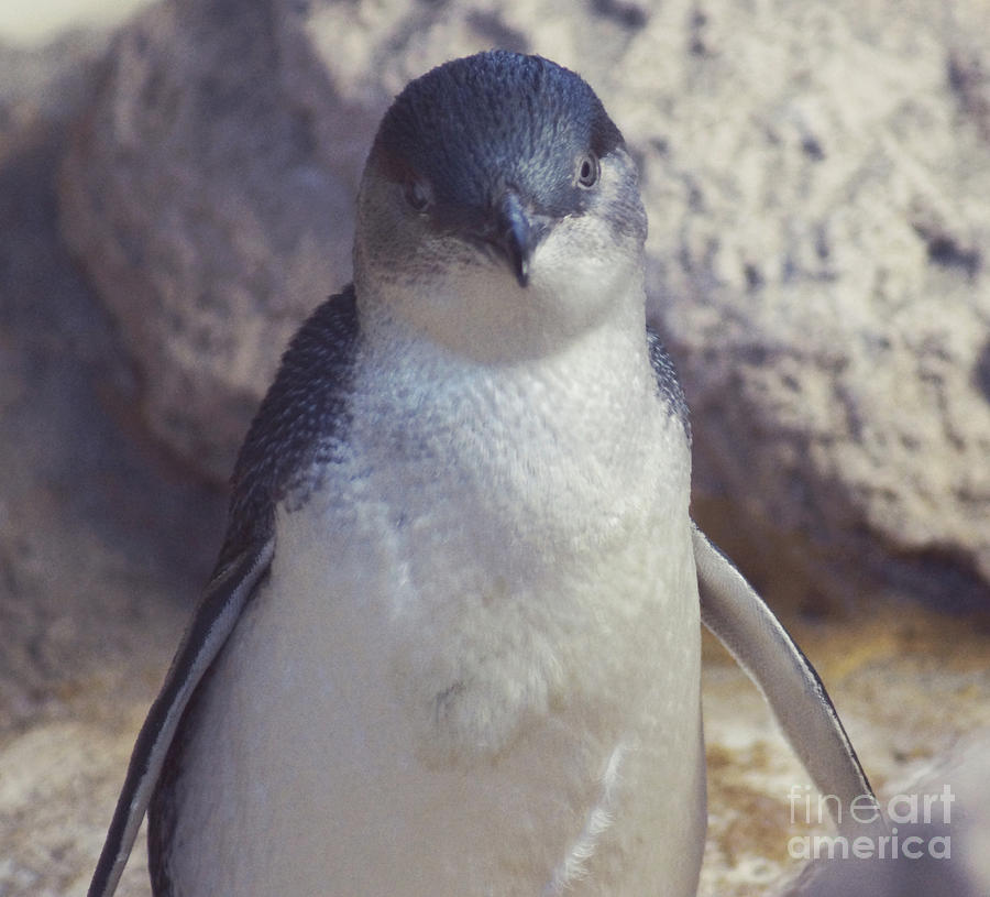 Little Penguin Photograph by Cassandra Buckley
