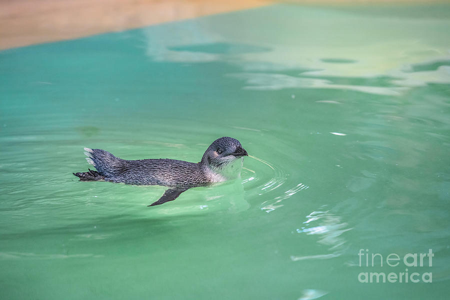 Little Penguin swimming Photograph by Benny Marty