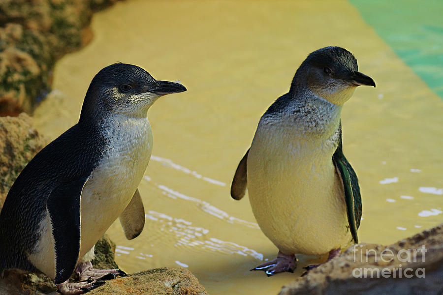 Little Penguins Photograph by Cassandra Buckley