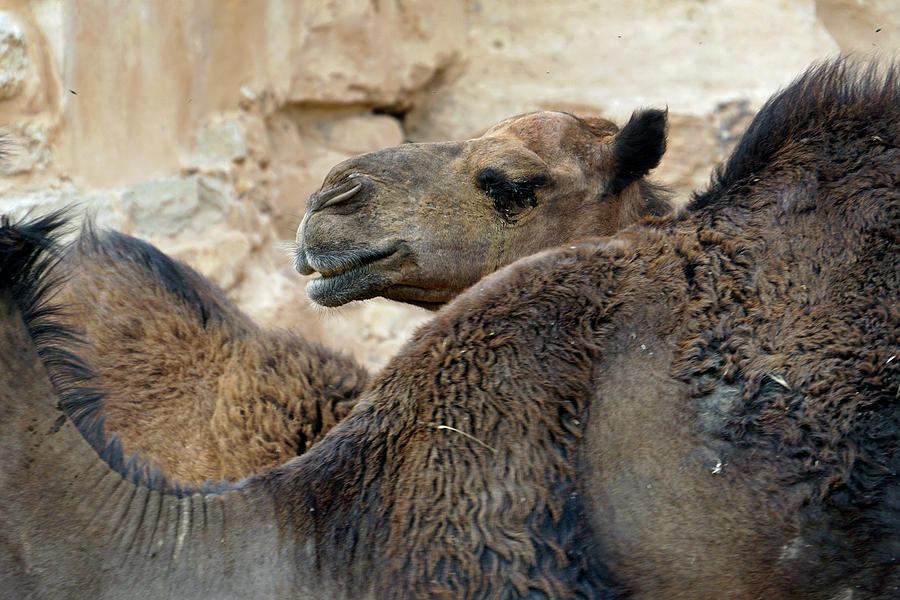 Little Petra Camels  Photograph by JustJeffAz Photography