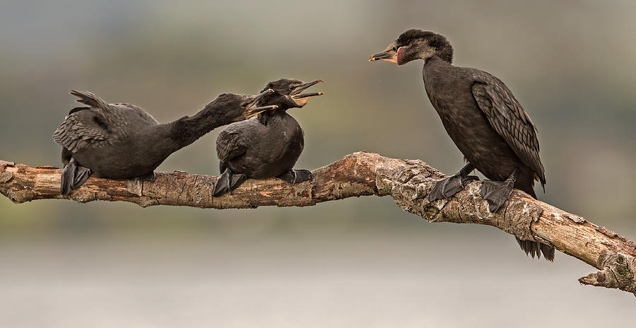 Wildlife Photograph - Little Pied Cormorant 13 by Kurien Yohannan