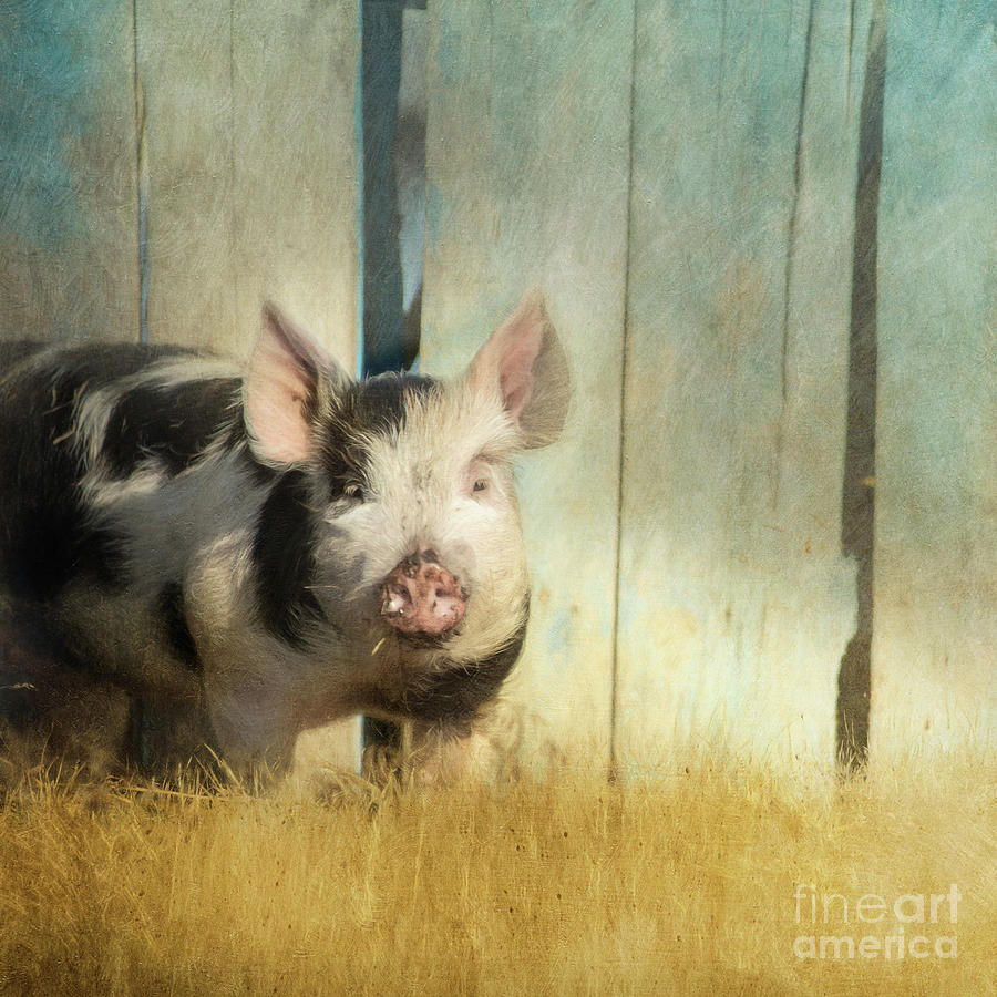 Little piglet Photograph by Priska Wettstein