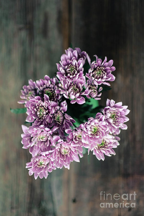 Flower Photograph - Little Pink Flowers Above by Edward Fielding