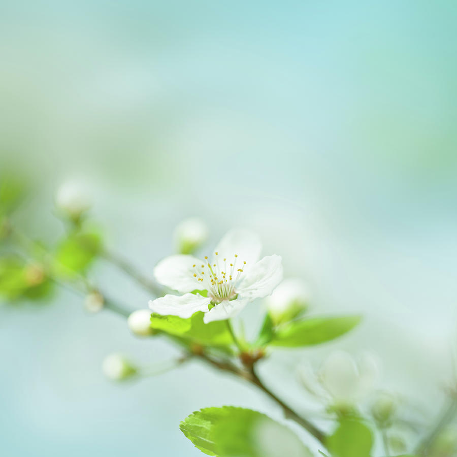 Little Plum Blossom On A Plum Tree Photograph by Jeja