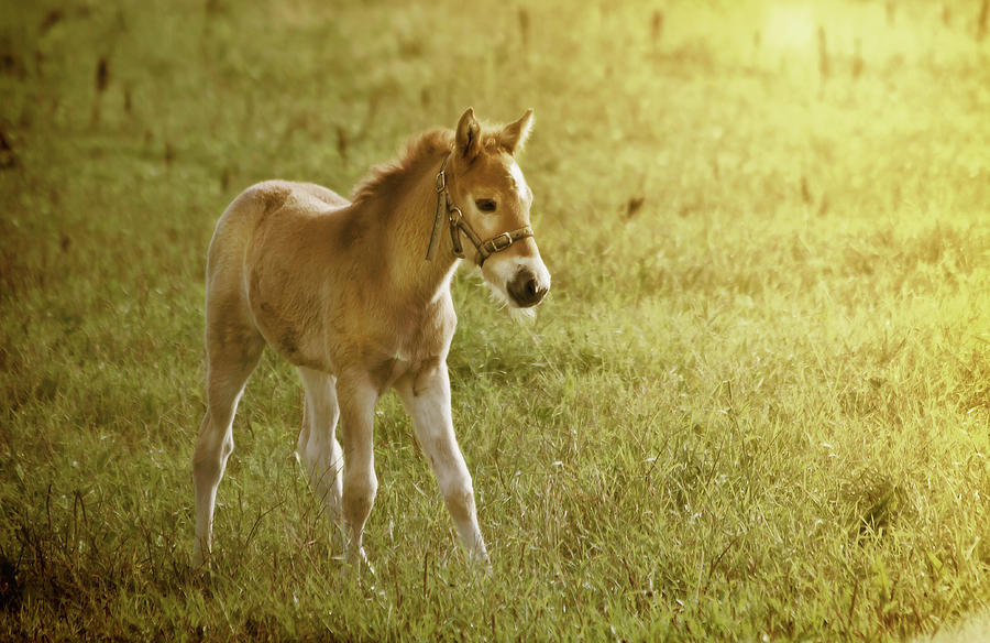 Little Pony Photograph by Photographed By Marko Natri