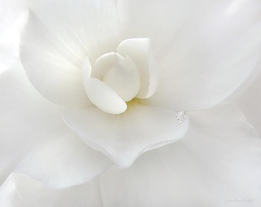 Little Raindrop White Begonia Flower  Photograph by Jennie Marie Schell
