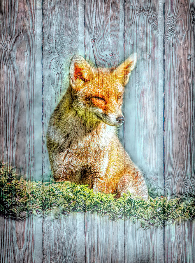 Little Red Fox with Wood Texture Digital Art by Debra and Dave Vanderlaan