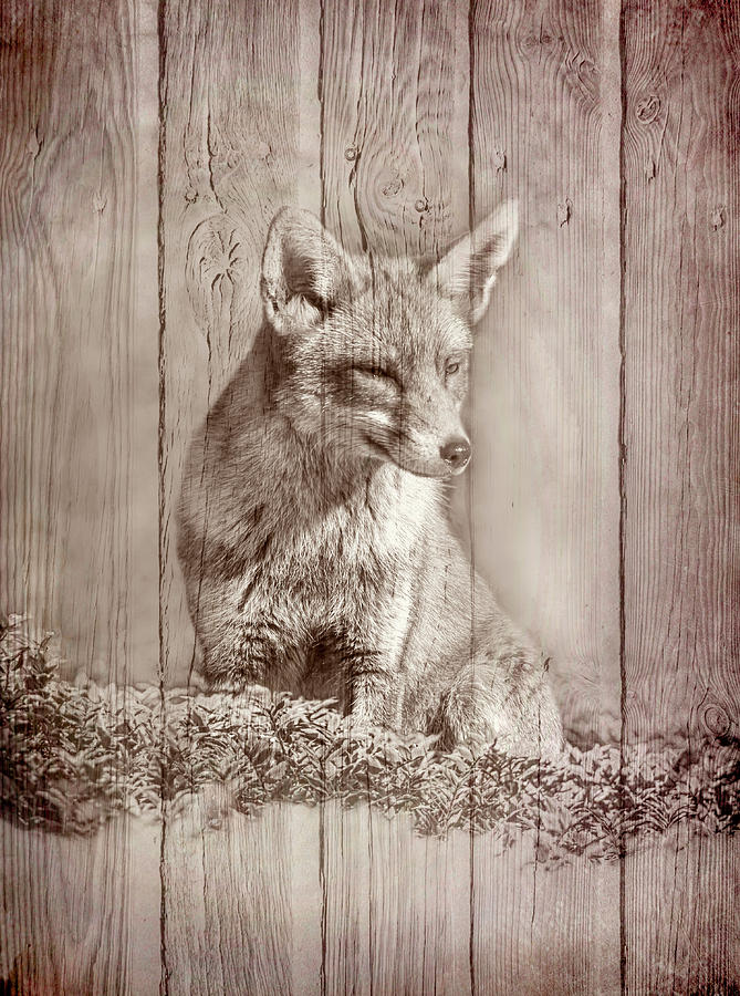 Little Red Fox with Wood Texture in Sepia Tones Photograph by Debra and Dave Vanderlaan