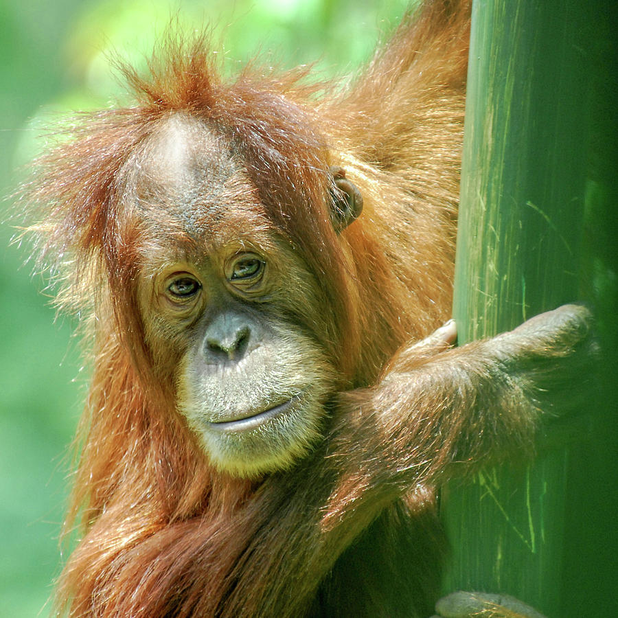 Little Red by Howard Bagley Little Red by Howard Bagley