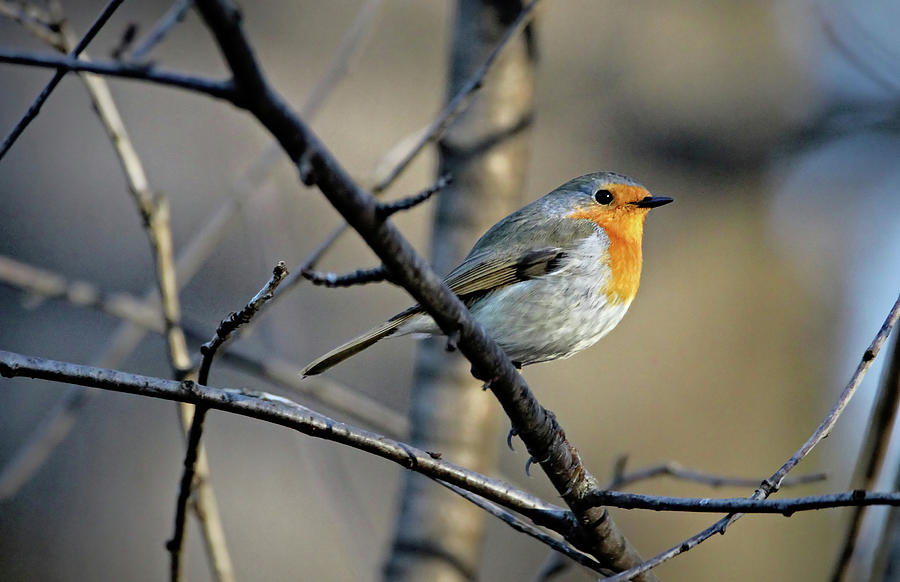 Robin Photograph - Little Red Robin by Bojan Bencic