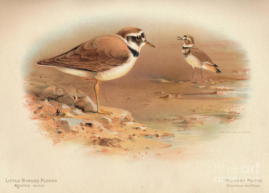 Little Ringed Plover Aegialitis Minor Drawing by Print Collector