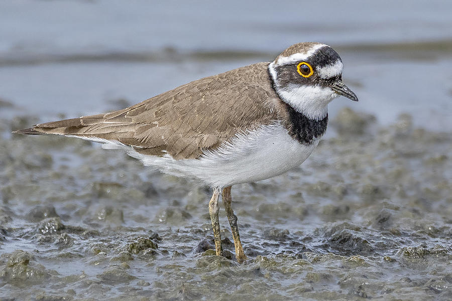 Juvenile little ringed plover, charadrius dubius, in summer on riverside  Stock Photo by WildMediaSK