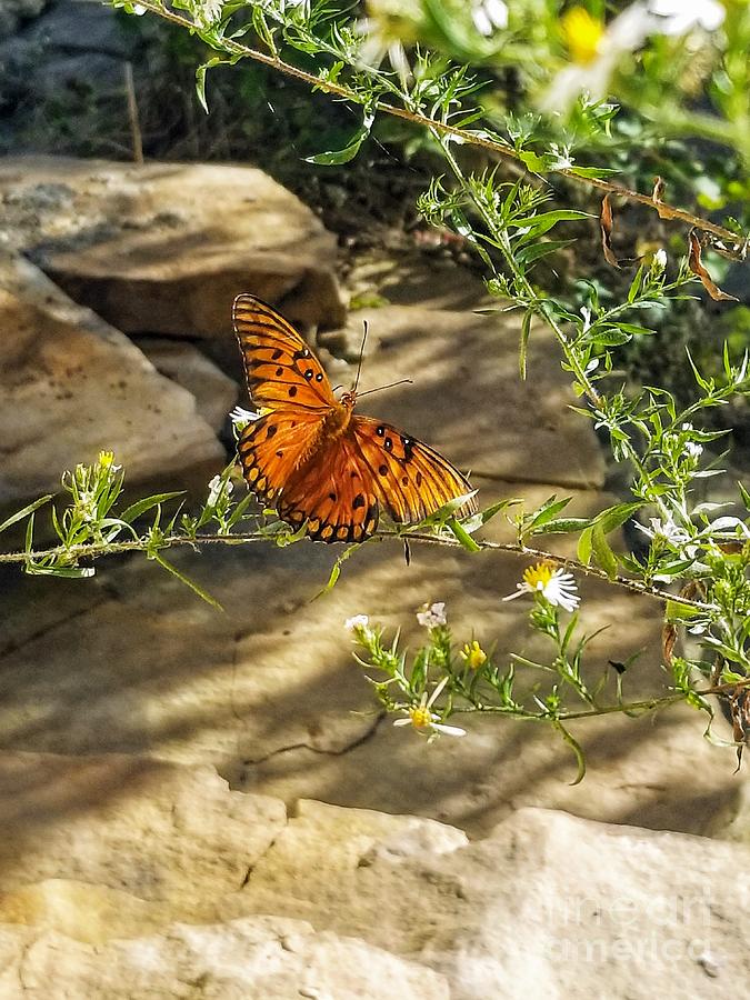 Little River Canyon Butterfly  Photograph by Rachel Hannah