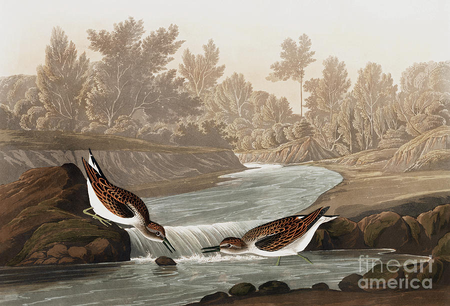 Little Sandpiper, Tringa Pusilla by Audubon Painting by John James Audubon