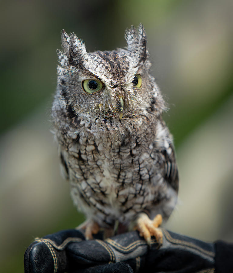 Little Screech Owl Photograph by John Ruggeri - Fine Art America