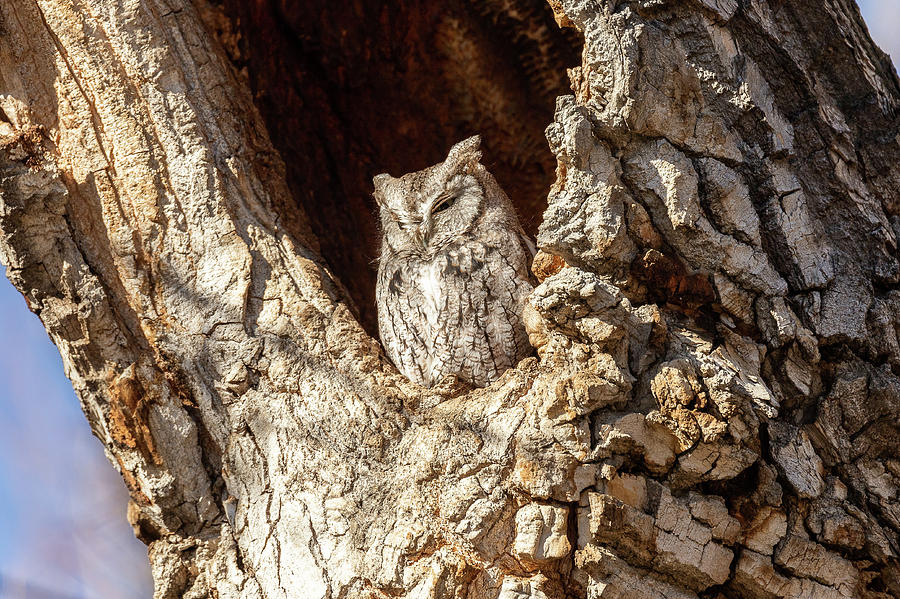 Little Screech Owl Keeping Watch Photograph by Tony Hake